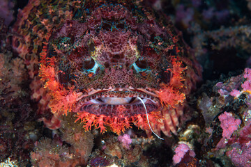 Papua Scorpionfish Scorpaenopsis papuensis