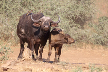 Kaffernb&uuml;ffel und Gelbschnabel-Madenhacker / Buffalo and Yellow-billed oxpecker / Syncerus caffer et Buphagus africanus.