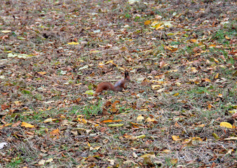 squirrel