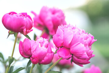 Obraz premium Beautiful blooming peonies in the garden. Flowers background