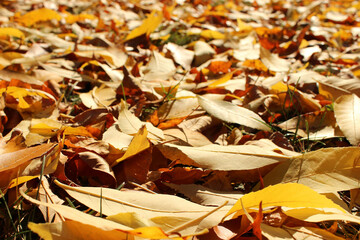Closeup bright yellow leaves
