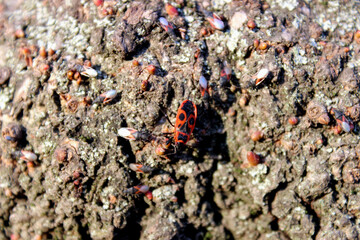 Closeup photo of firebug
