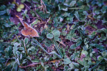 green autumn leaves with frosty