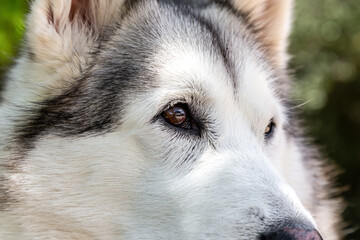 Close up of husky dog, portrait