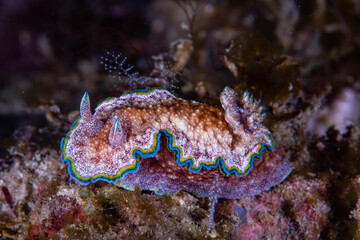 Glossodoris acosti