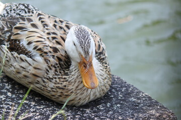 Silver Appleyard duck is resting on the stone steps by the pond.