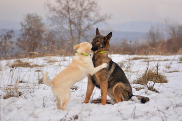 Beautiful german shepherd dog playing with mix breed dogs in snow, winter nature
