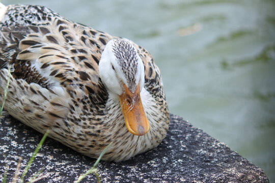 Silver Appleyard duck is resting on the stone steps by the pond.