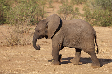 Fototapeta premium Afrikanischer Elefant / African elephant / Loxodonta africana.