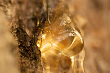 maple go down over the tree and reflected in the sunset.