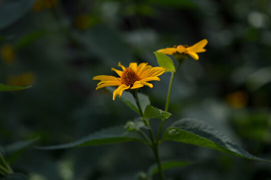 Smooth Oxeye, False Sunflower Yellow Floer In The Garden, Natural Background