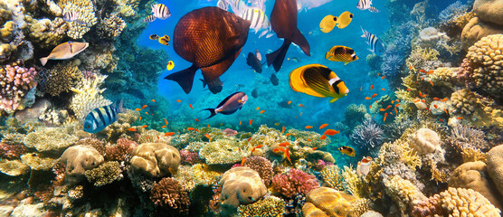 Plakat Underwater Colorful Tropical Fishes.