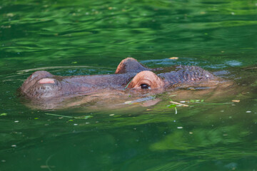 Hippo in water