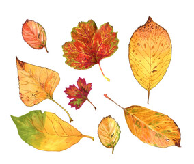 autumn leaves isolated on white
