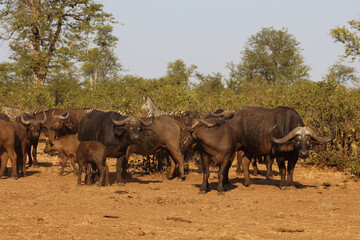 Fototapeta premium Kaffernbüffel und Steppenzebra / Buffalo and Burchell's zebra / Syncerus caffer et Equus burchellii.