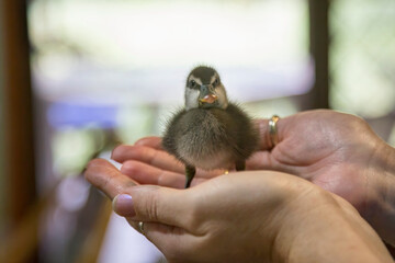 One week old whistling duck, hand reared in Tropical North Queensland, Australia