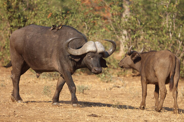 Kaffernbüffel und Gelbschnabel-Madenhacker / Buffalo and Yellow-billed oxpecker / Syncerus caffer...