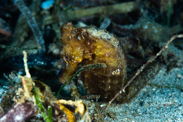 Estuary Seahorse Hippocampus kuda