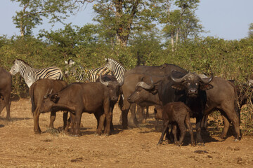 Kaffernbüffel und Steppenzebra / Buffalo and Burchell's zebra / Syncerus caffer et Equus burchellii.