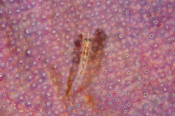 Slender Spongegoby Pleurosicya elongata