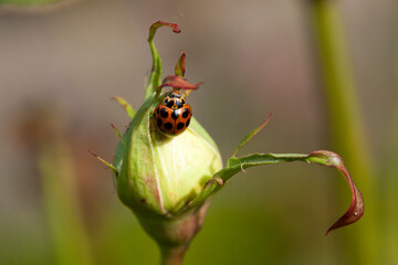 Sydney Australia, ladybird crawling on top of a rose bud