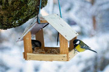 A Hungry Pair of Great Tits birds in a birdfeeder in the snow