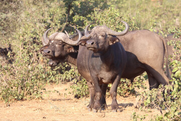 Fototapeta premium Kaffernbüffel / Buffalo / Syncerus caffer