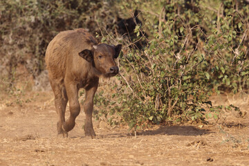 Kaffernbüffel / Buffalo / Syncerus caffer.