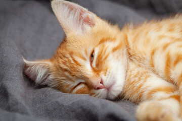 Fototapeta na wymiar Portrait of young red kitten falls asleep