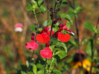 Salvia microphylla var. neurepia ‘Forever Red’ | Sauge de Graham arbustive Forever Red à...