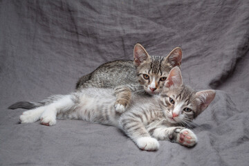 A pair of playful young gray striped kittens lying on grey