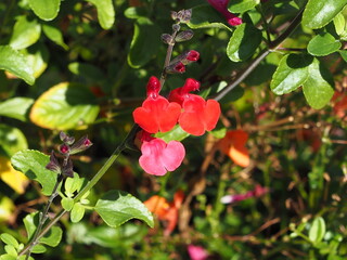 (Salvia microphylla var. neurepia) Fleurs à lèvres rouges lumineuses sur tiges rouge brun de...