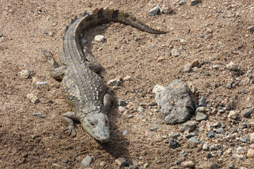Nilkrokodil / Nile Crocodile / Crocodylus Niloticus