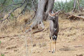 Nyala / Nyala / Tragelaphus angasii.