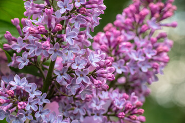 Lilac garden trees under the rain nature spring time with free space text