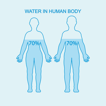 Water in human body. Water content charts percentage in human body. Vector illustration.