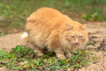 Naklejka na ściany i meble Big red fluffy cat in a green garden