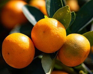 ripe tangerines on a branch