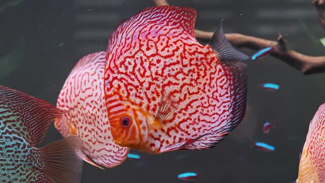 Symphysodon discus fish swiming in aquarium. 4K footage Checker red colors. Aquaria concept