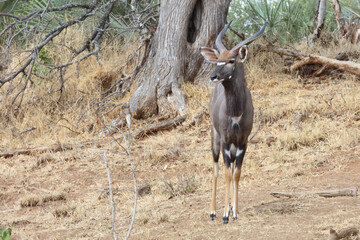 Nyala / Nyala / Tragelaphus angasii.