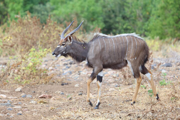 Nyala / Nyala / Tragelaphus angasii.