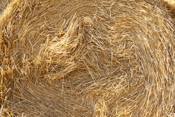 round stacks of dry grass hay stacked for storage.