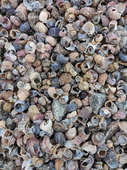 shells