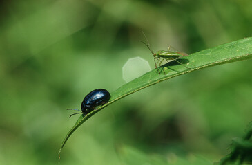 Wildlife photography