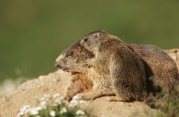 Wildlife photography