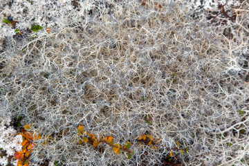 texture of a tundra - 396274747