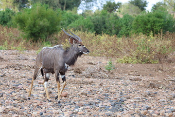 Nyala / Nyala / Tragelaphus angasii.