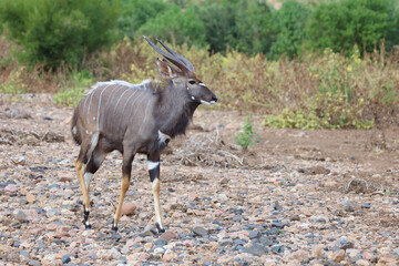 Nyala / Nyala / Tragelaphus angasii.