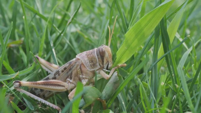 Wanderheuschrecke, Schistocerca gregaria, frisst einen Grashalm, one take &uuml;ber eine Minute, 50fps