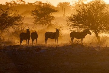Obraz na płótnie Canvas Silhouettes of Burchells zebras at sunset